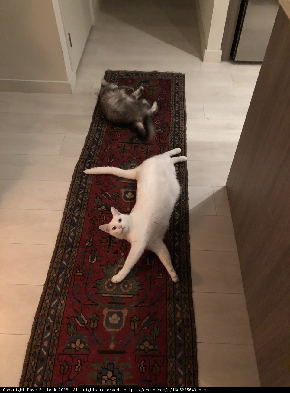 Feline Friends Lounge in the Kitchen