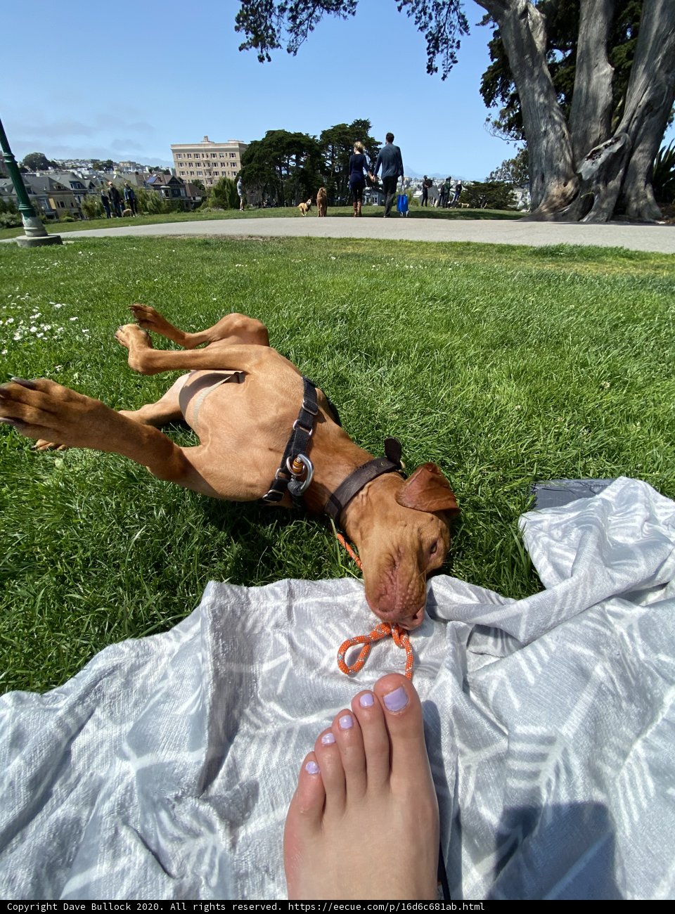 Canine Relaxation in the Park