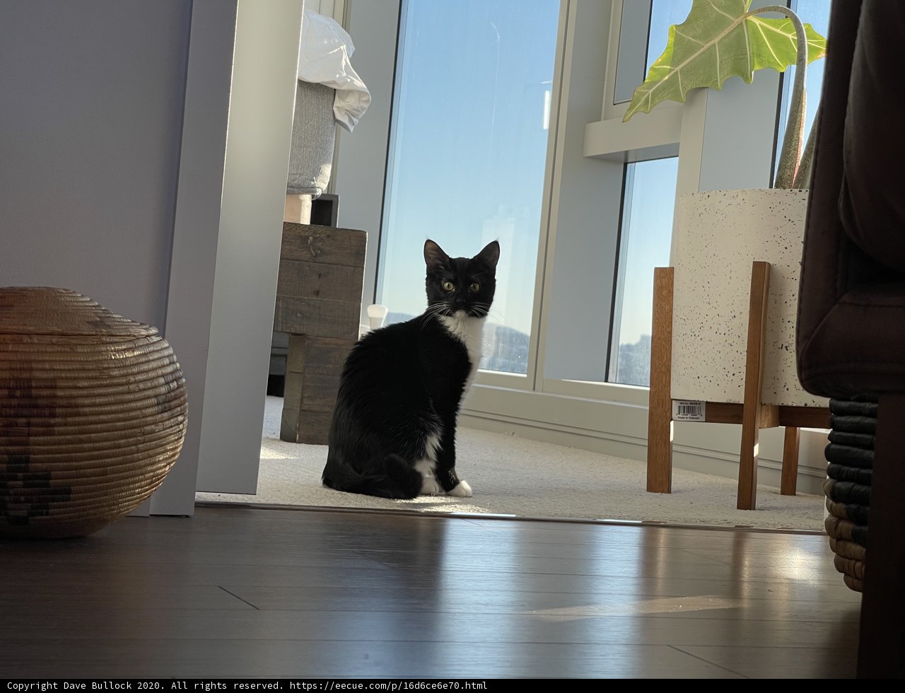 The Graceful Black Cat on a Hardwood Floor