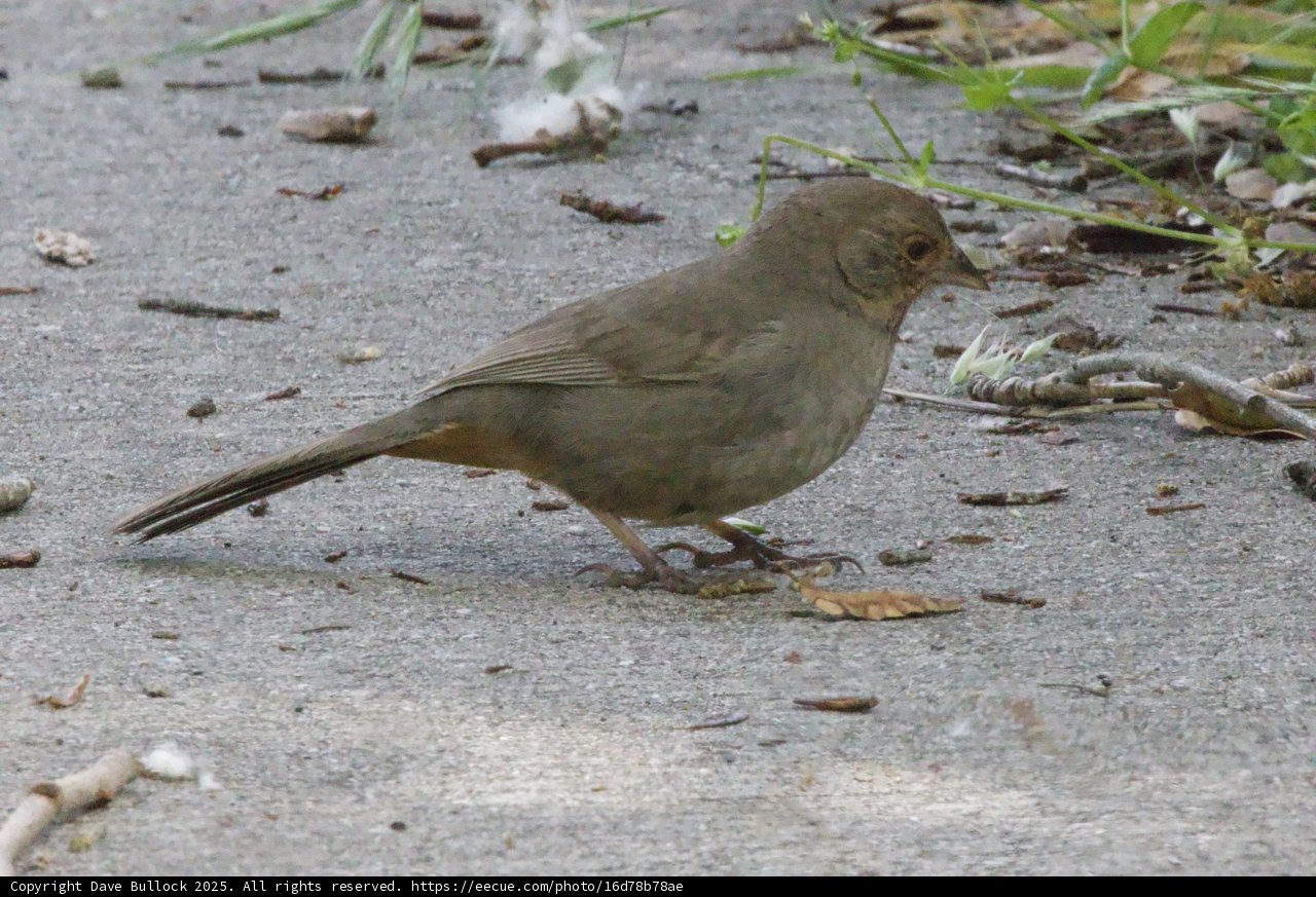 Feathered Forager