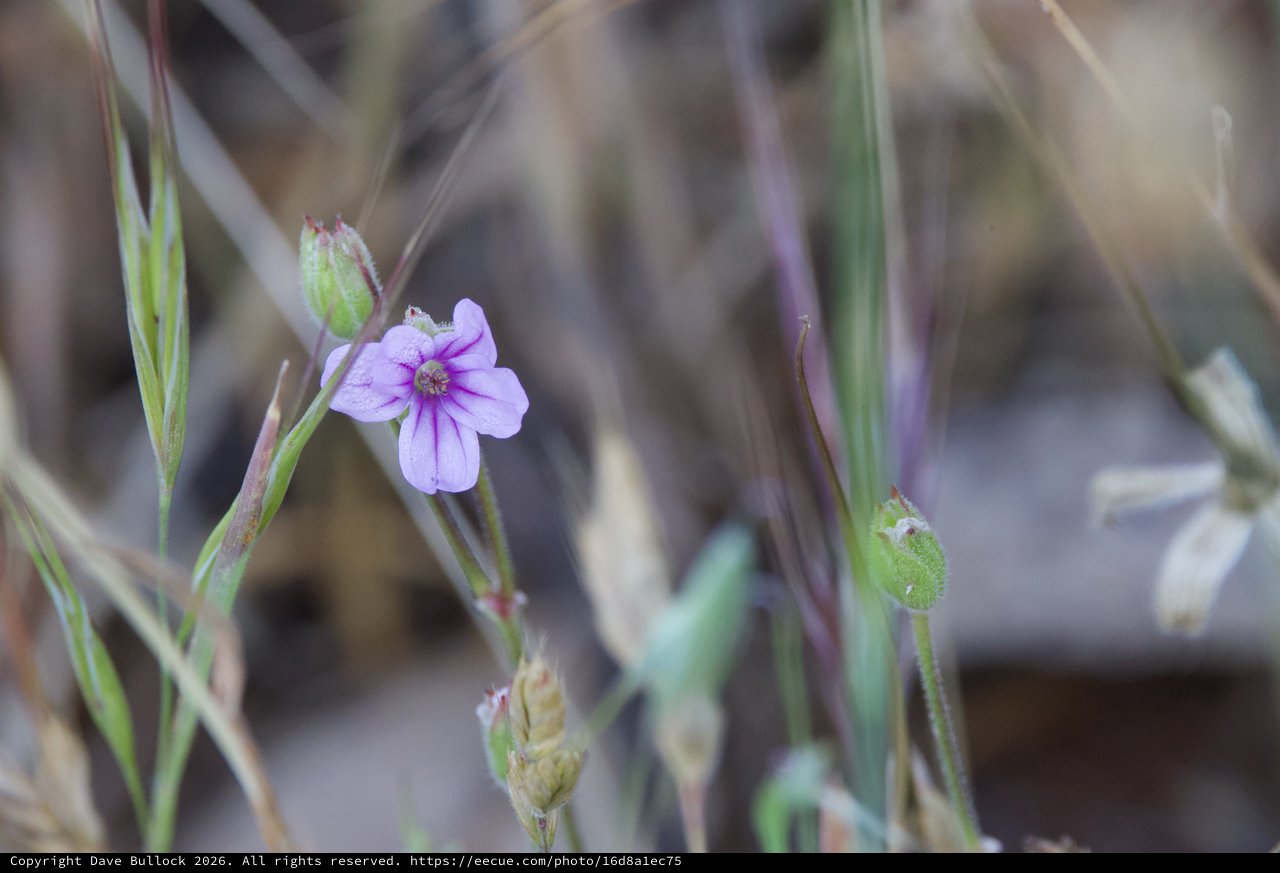 Delicate Purple Wildflower Blooms Among Dried Grasses