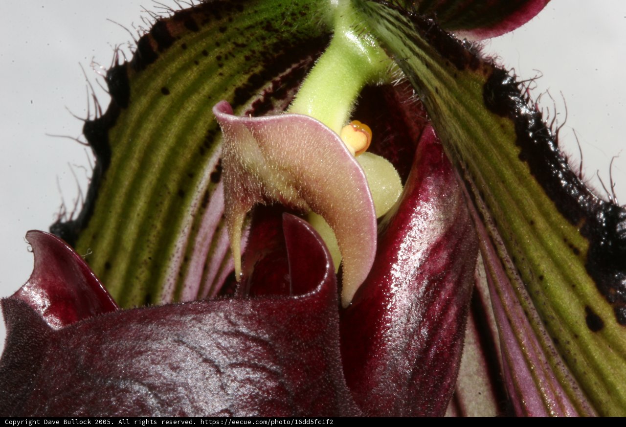 A Beautiful Close-Up of a Flower