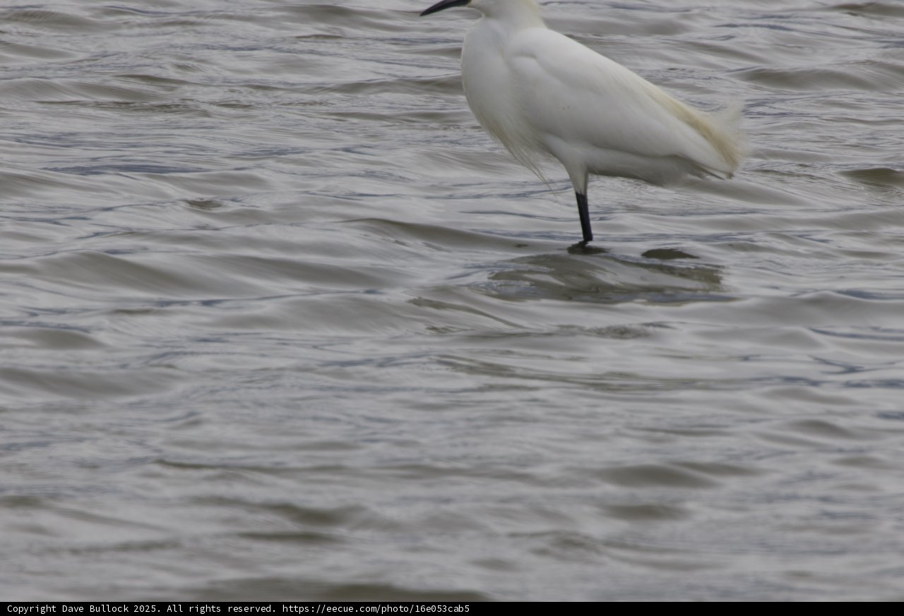 Graceful Sentinel of the Waters