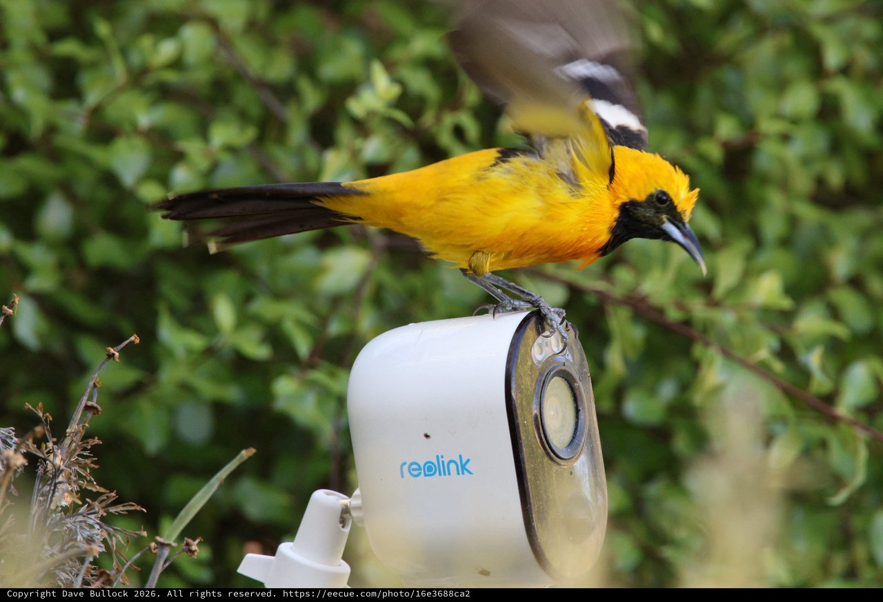 Hooded Oriole Perched on Security Camera