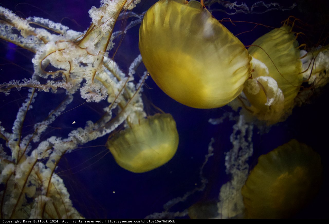 Mystical Dance of The Deep