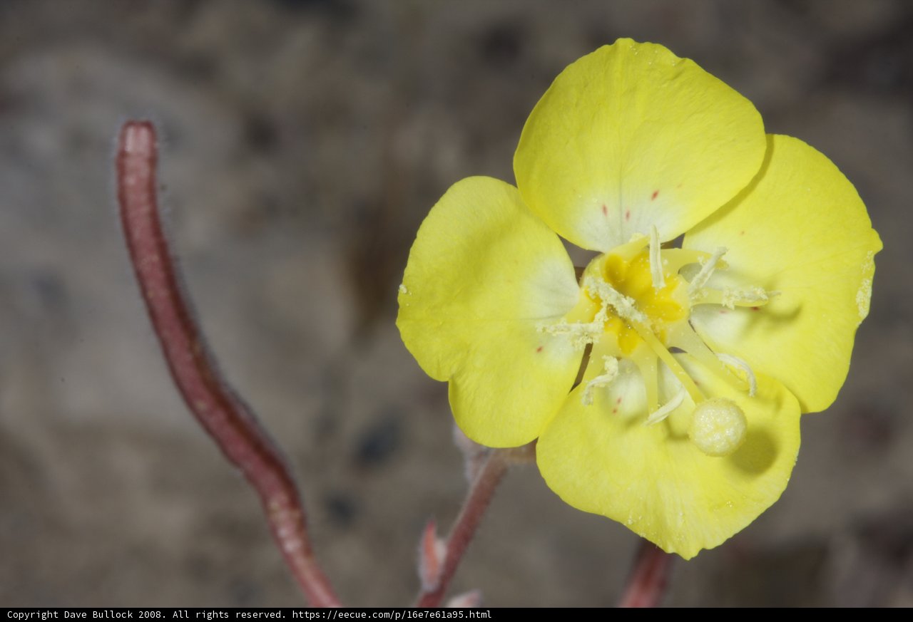 Desert Pollen
