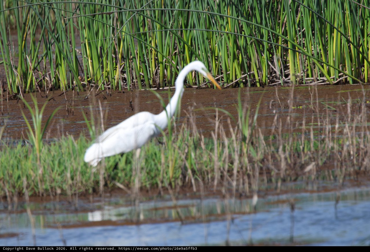 Great Egret Hunting in Flooded Rice Field
