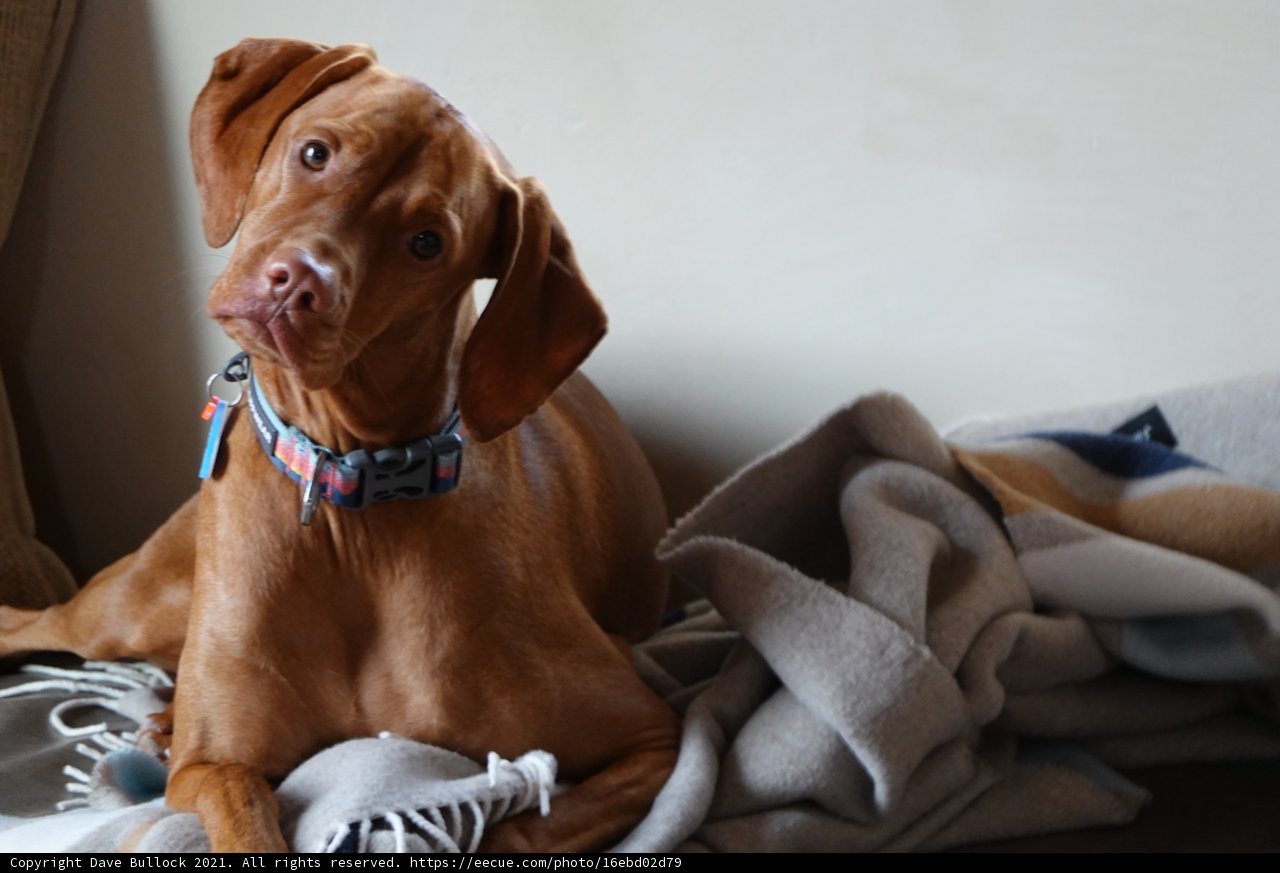 Cozy Canine on a Linen Blanket