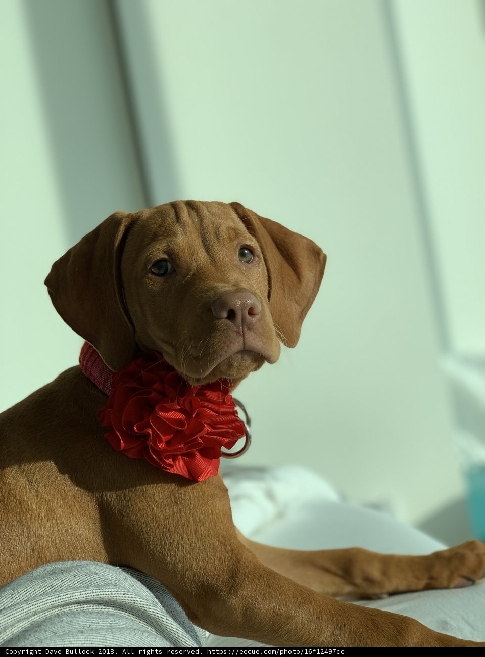 The Flower Collar Canine