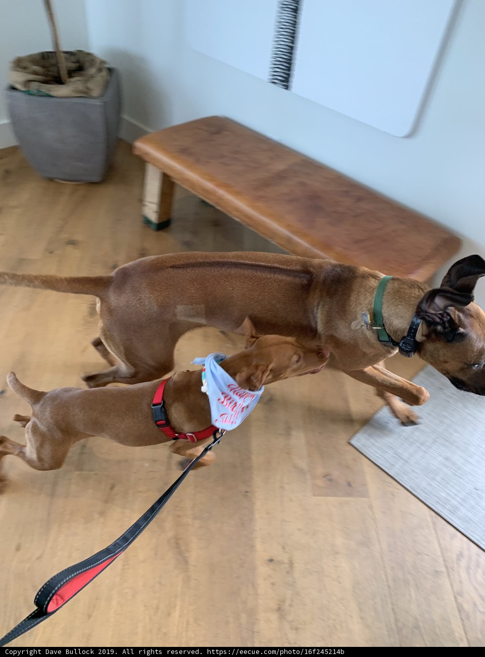 Wooden Floor Companions