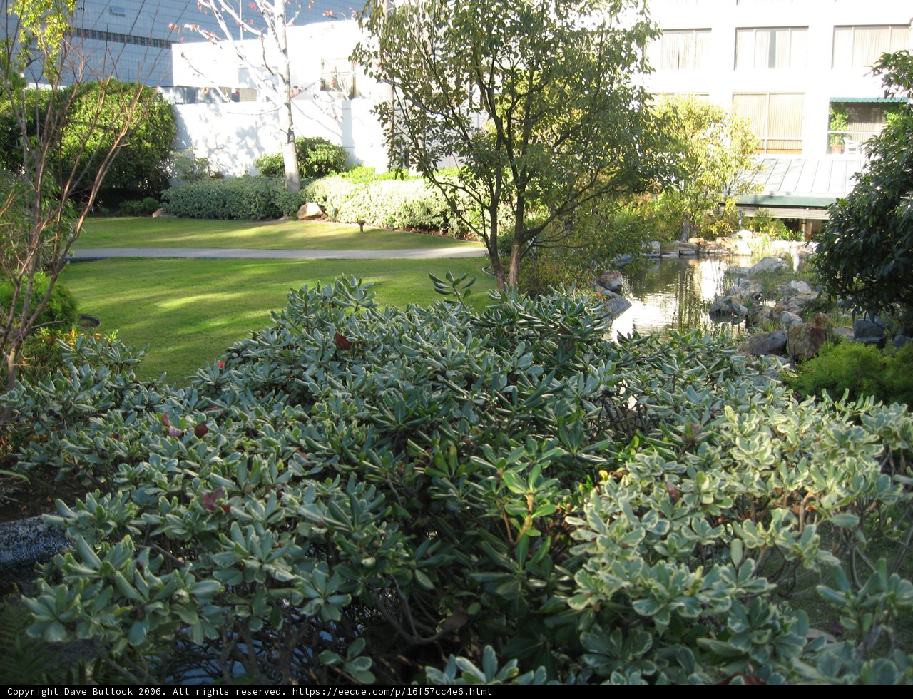 The Verdant Bush in the Garden