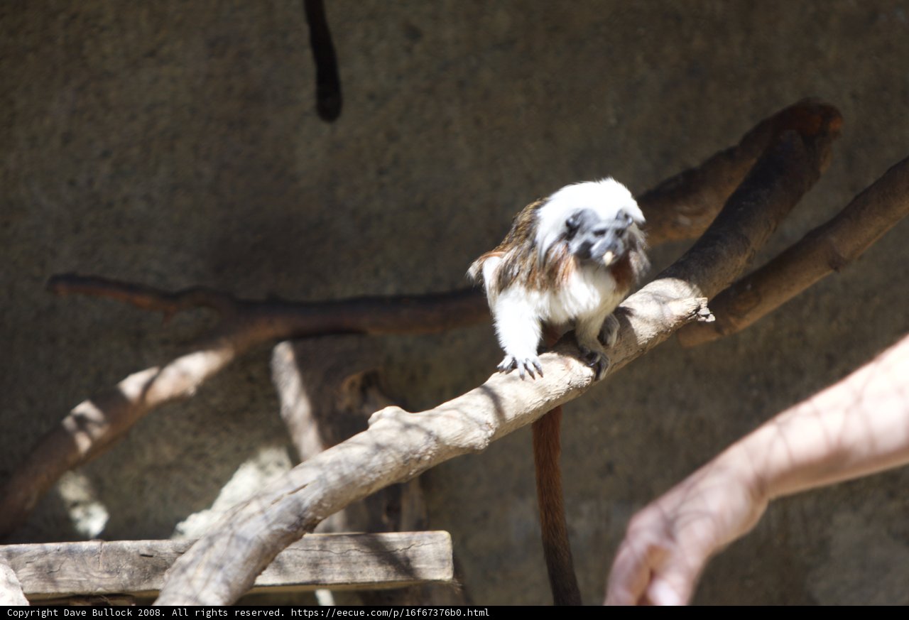 The Primate Perch