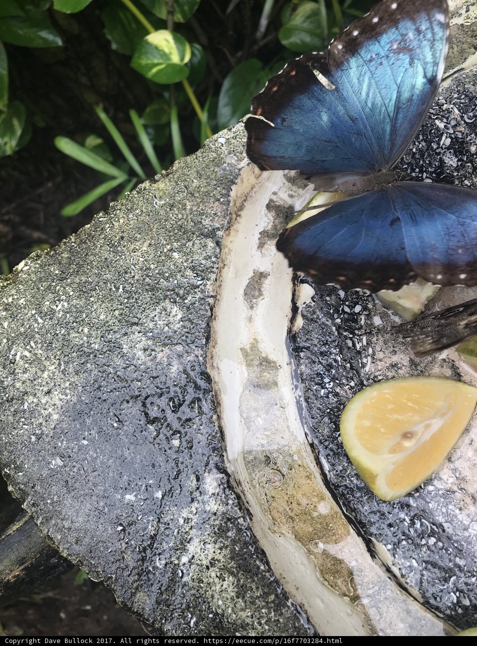 Blue Butterfly Perching on Stone Ledge