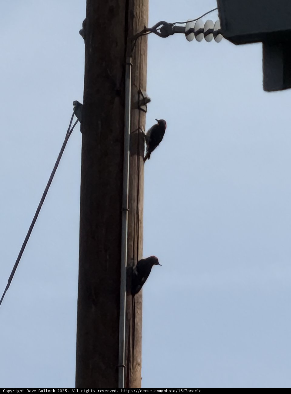 Feathered Trio on the Wire