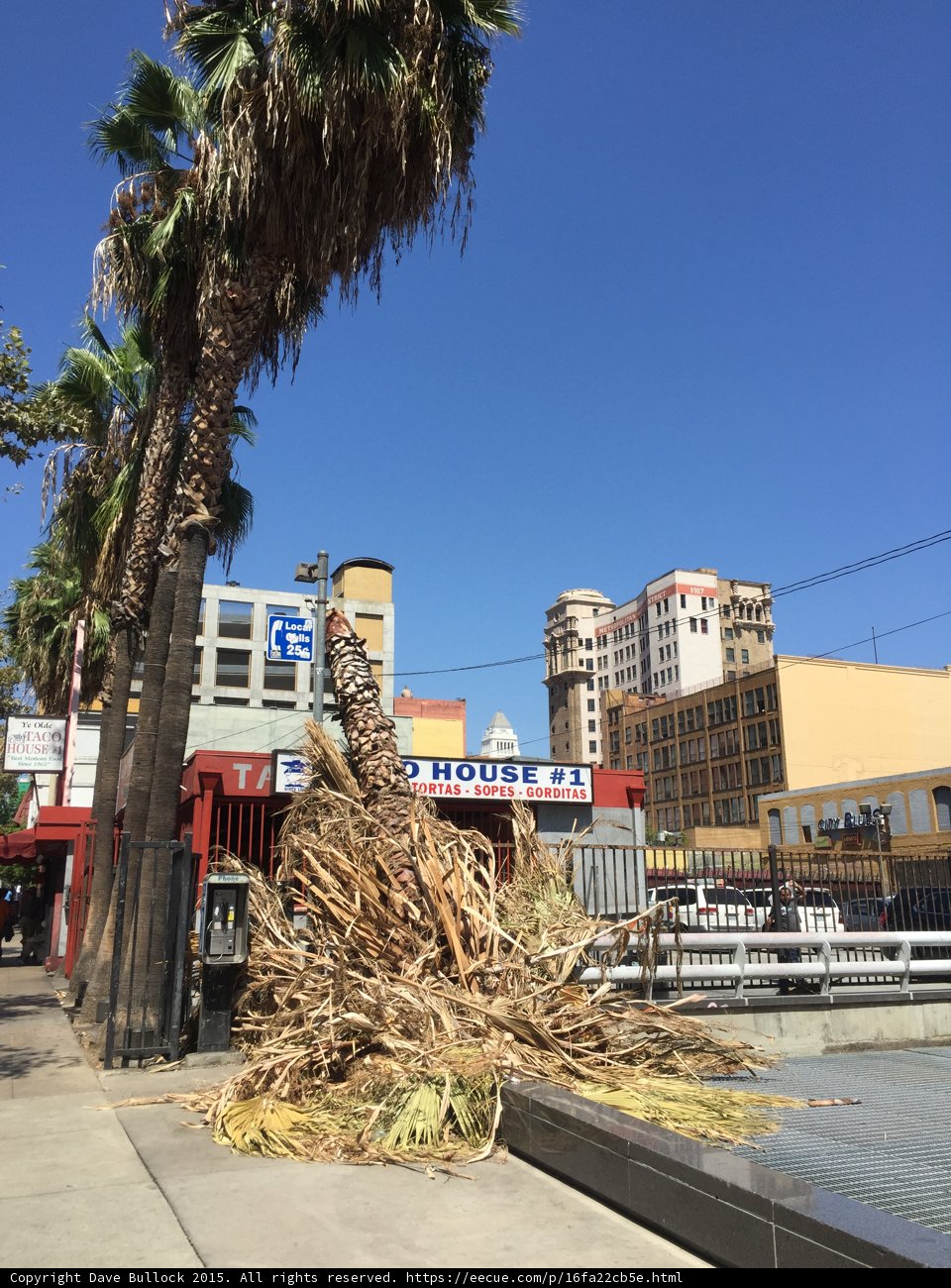 Palm Debris Downtown
