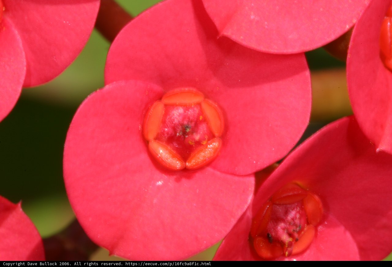 Red Begonia Flower