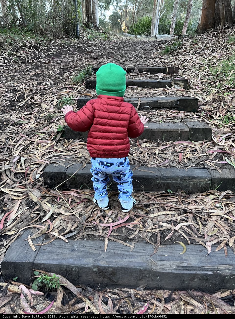 The Woodland Wanderer