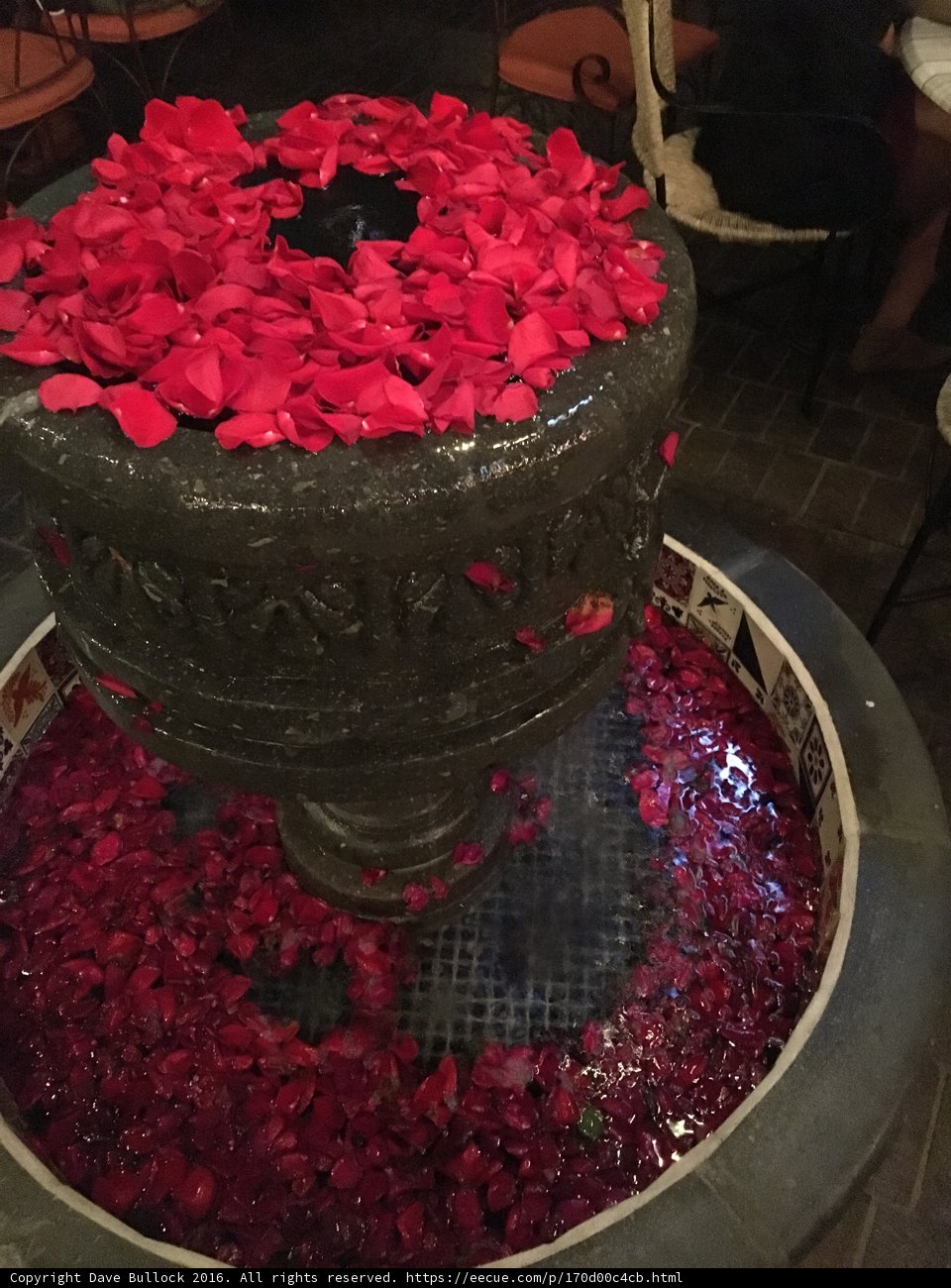 Geranium Fountain