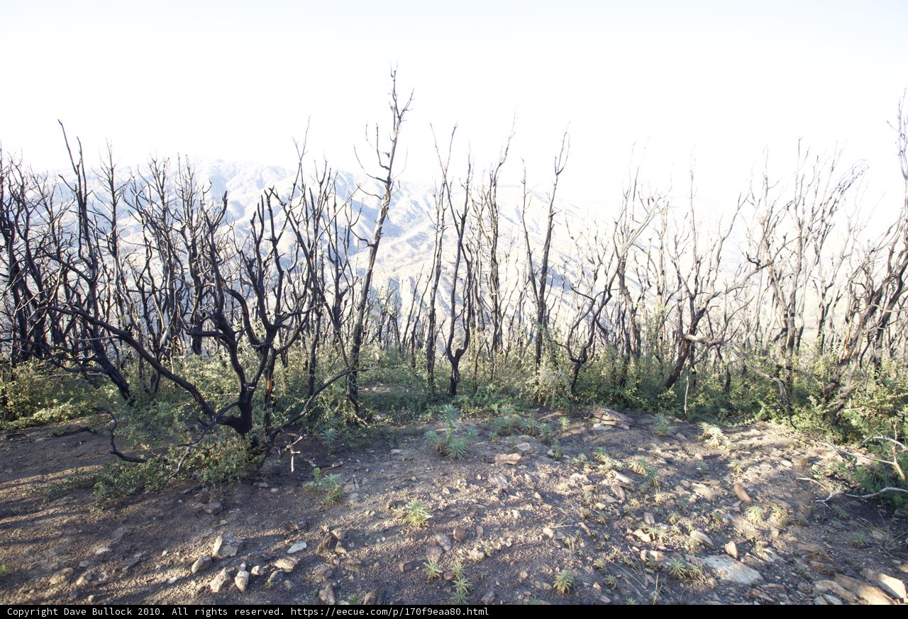 Burned Trees on Mountainside