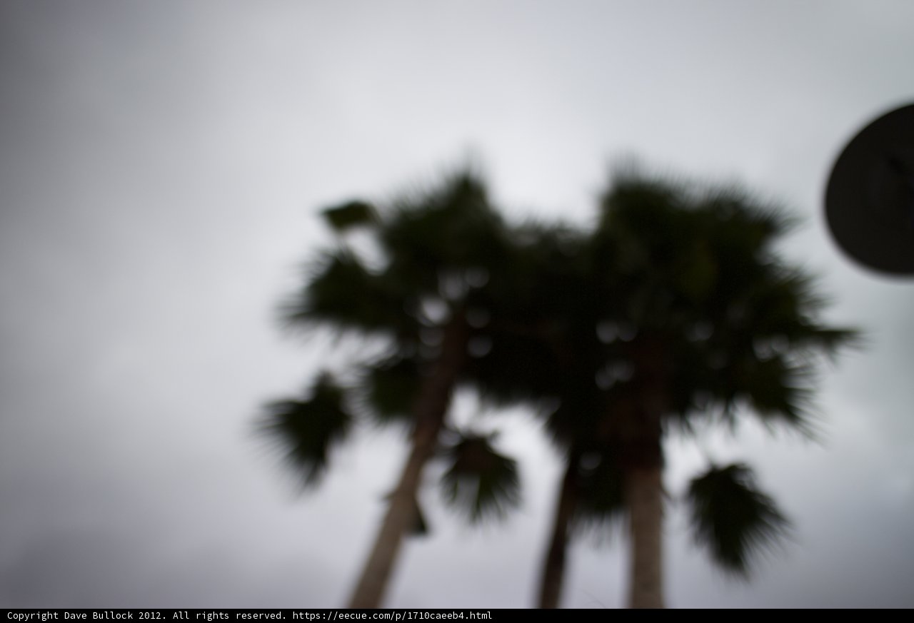 Tropical Silhouette