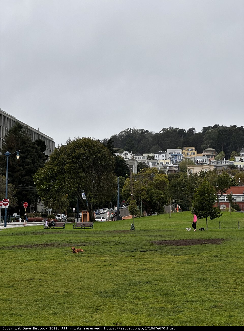 Paw-some Fun in Duboce Park