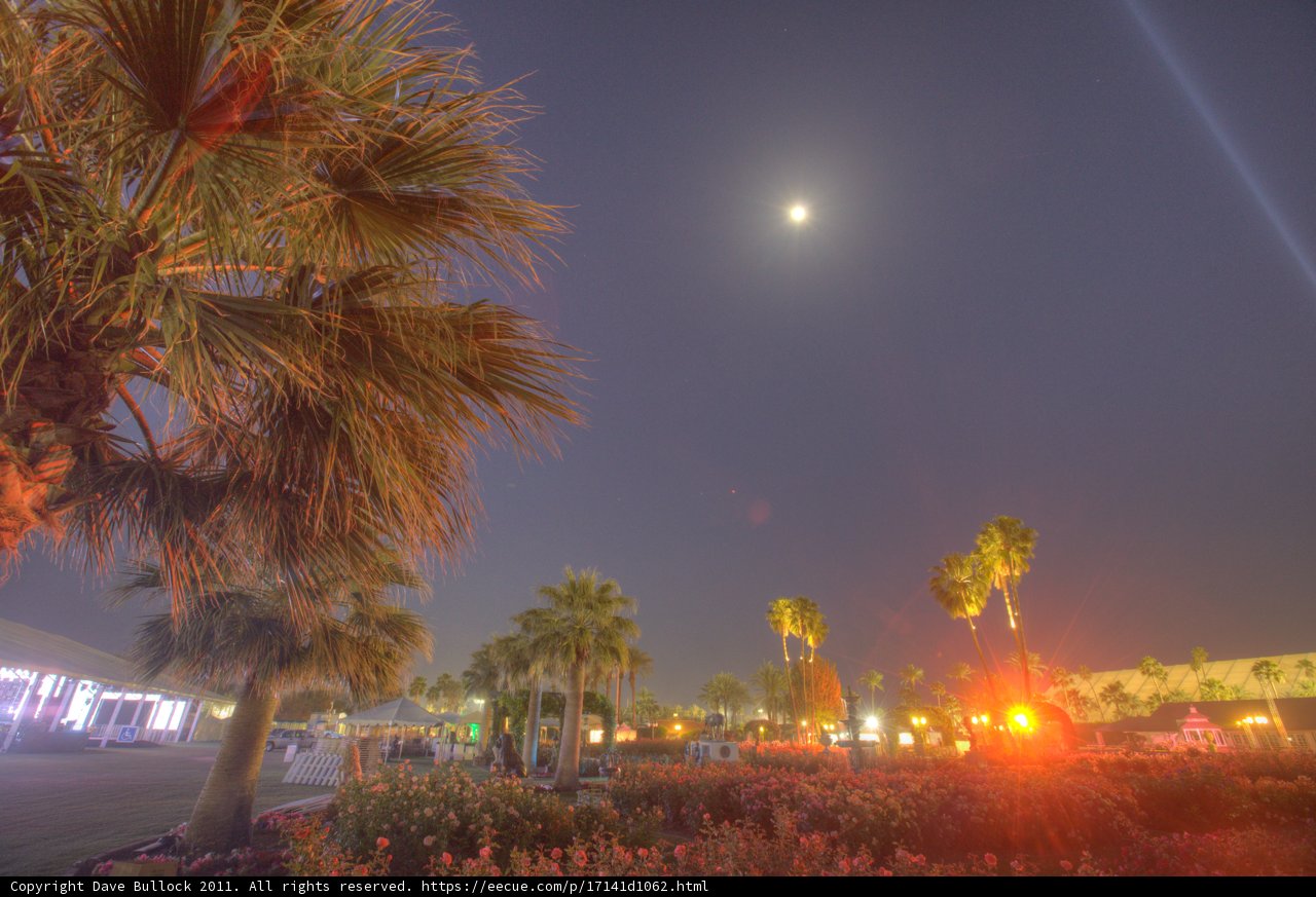 Silhouette of a Palm Tree and the Night Sky