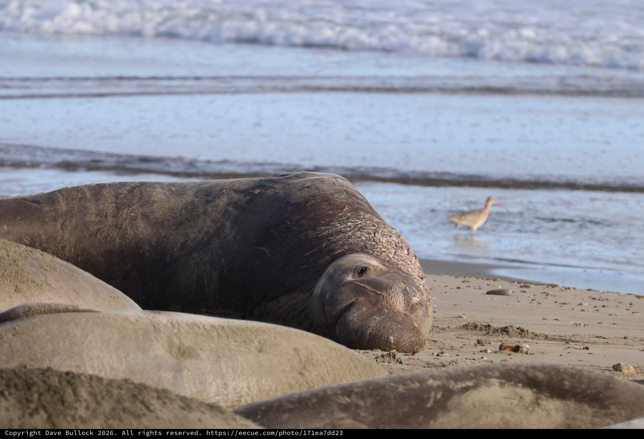 Northern Elephant Seal Resting on Drakes Beach Shore