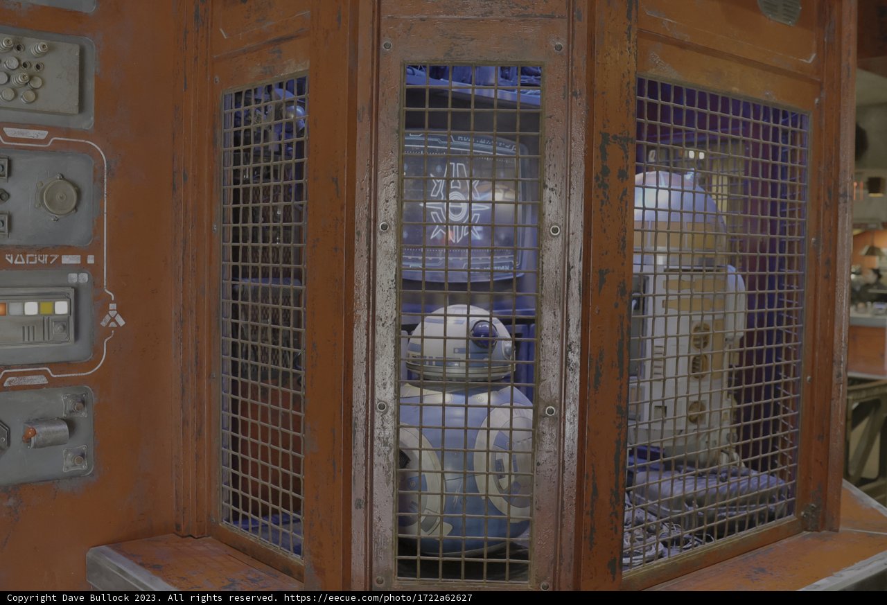 Confined Canine