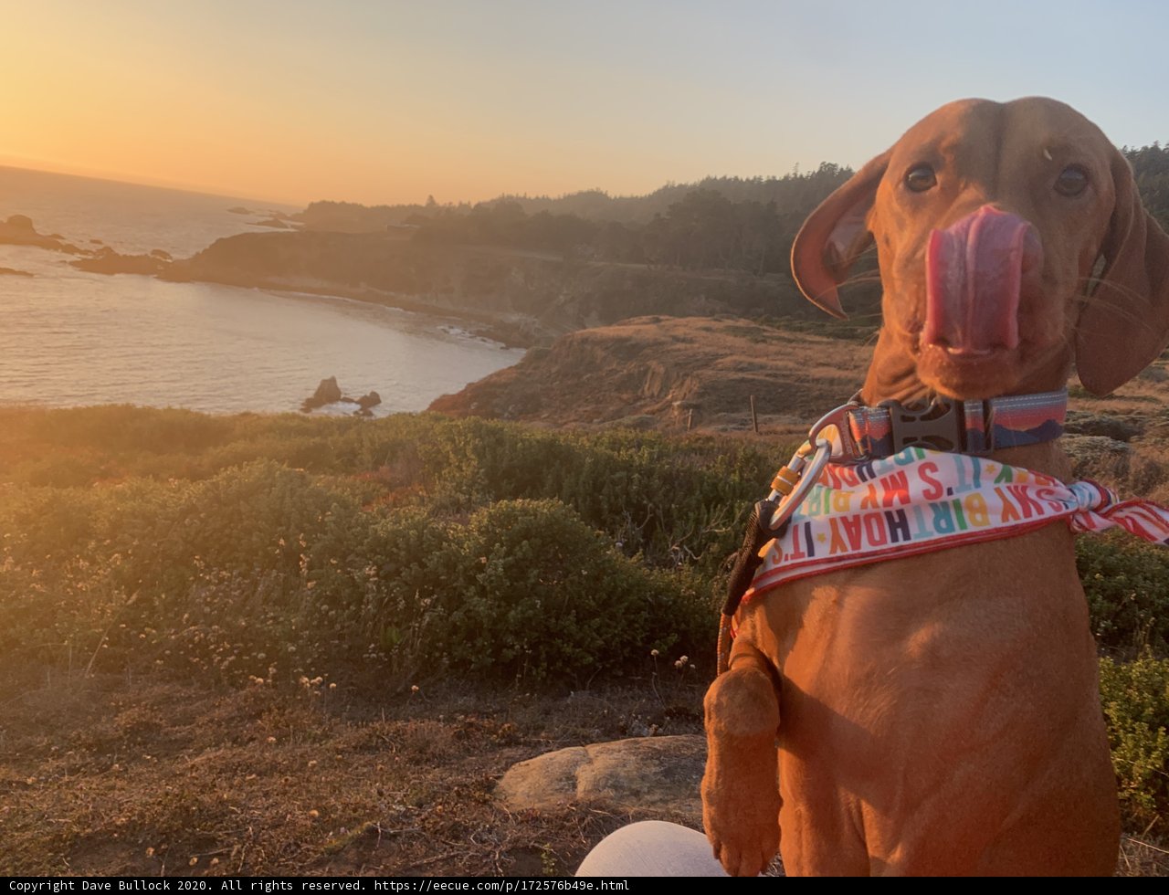 Sunset Serenade with a Furry Friend