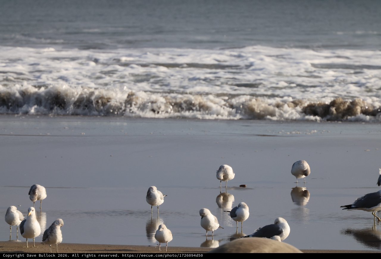 Seagulls Resting on Wet Beach at Sunset