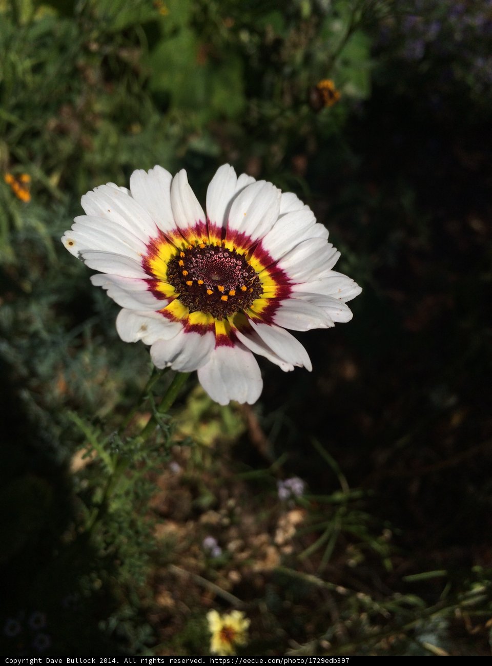 Red and White Daisy with Yellow Center