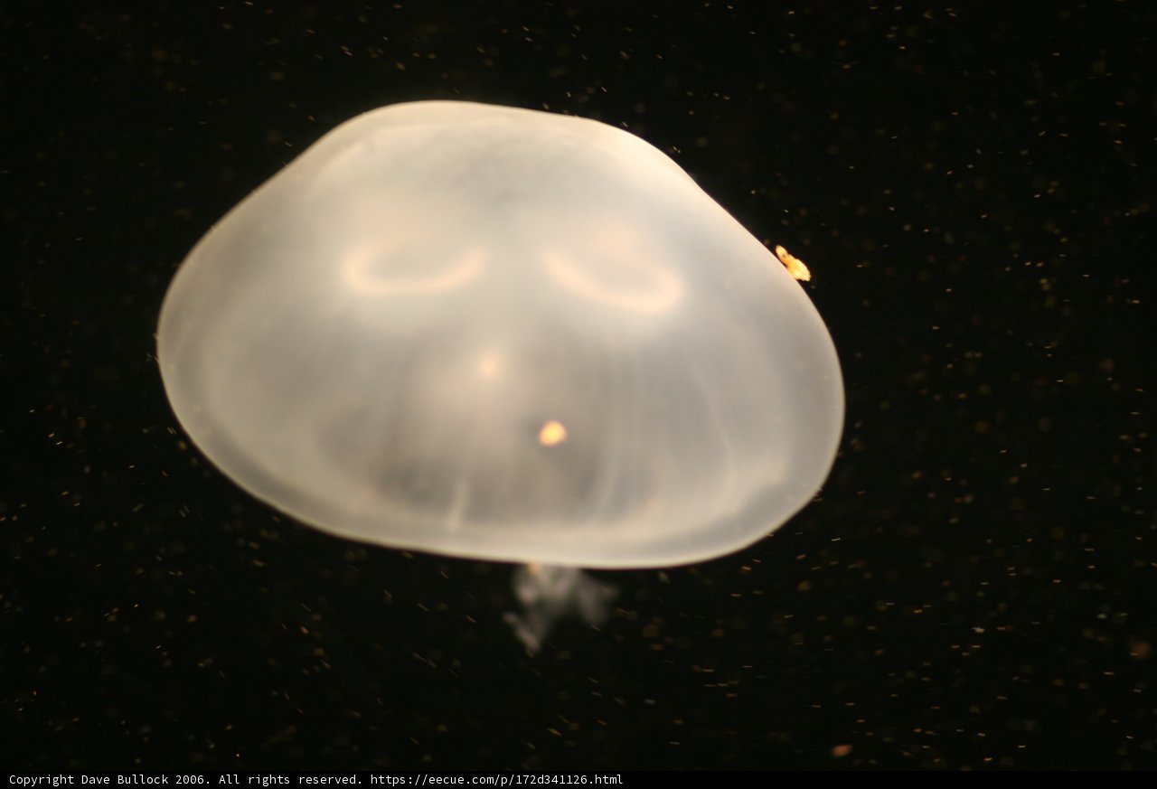 The Face of the Jellyfish