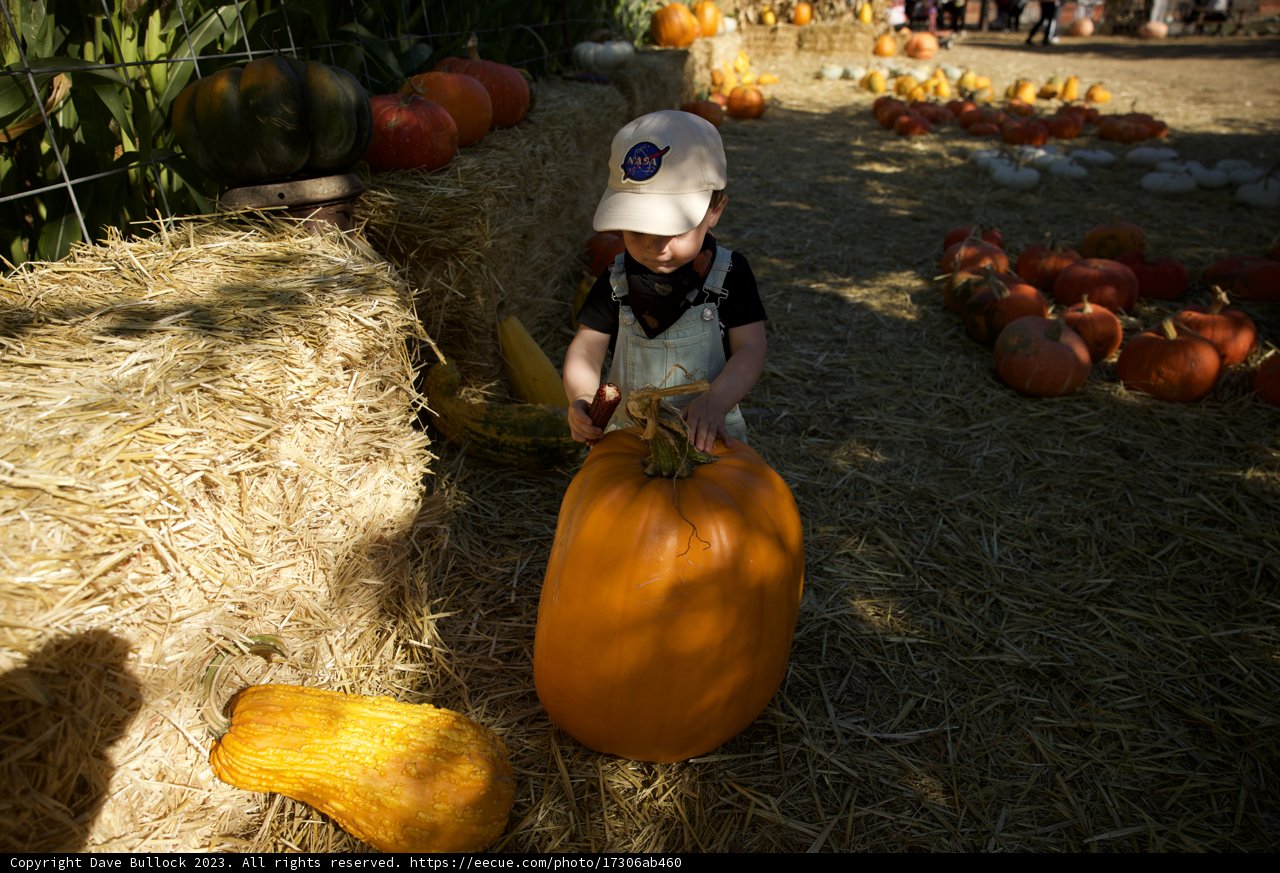 Harvest Time Joy - 2023