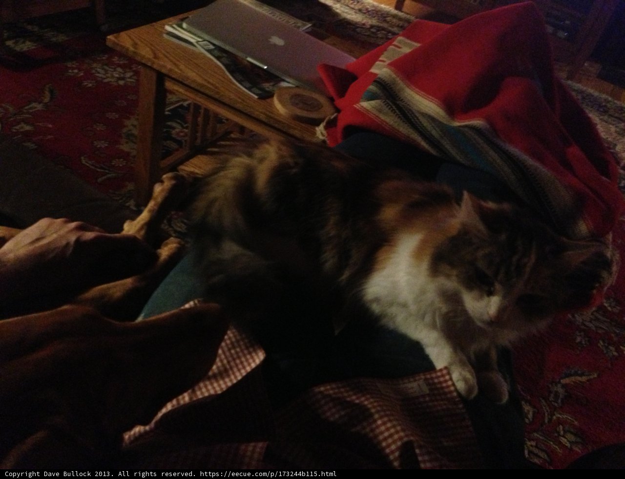 Feline and Canine Companions