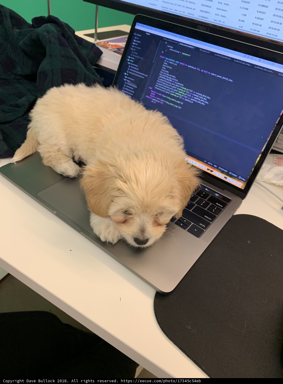 Sleeping Puppy Takes Center Stage on Technology