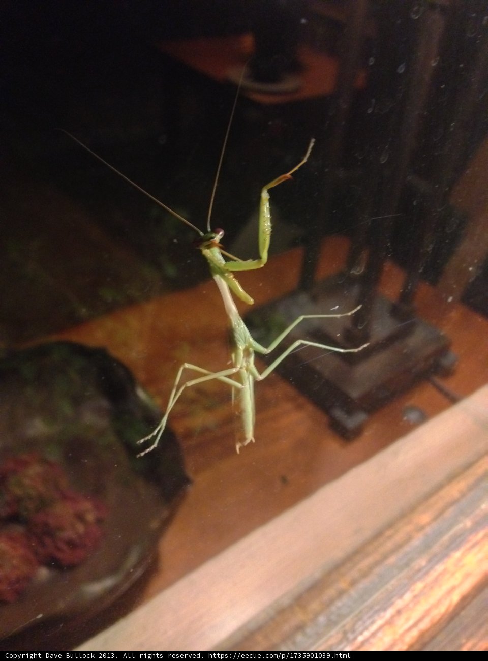 Hanging Praying Mantis