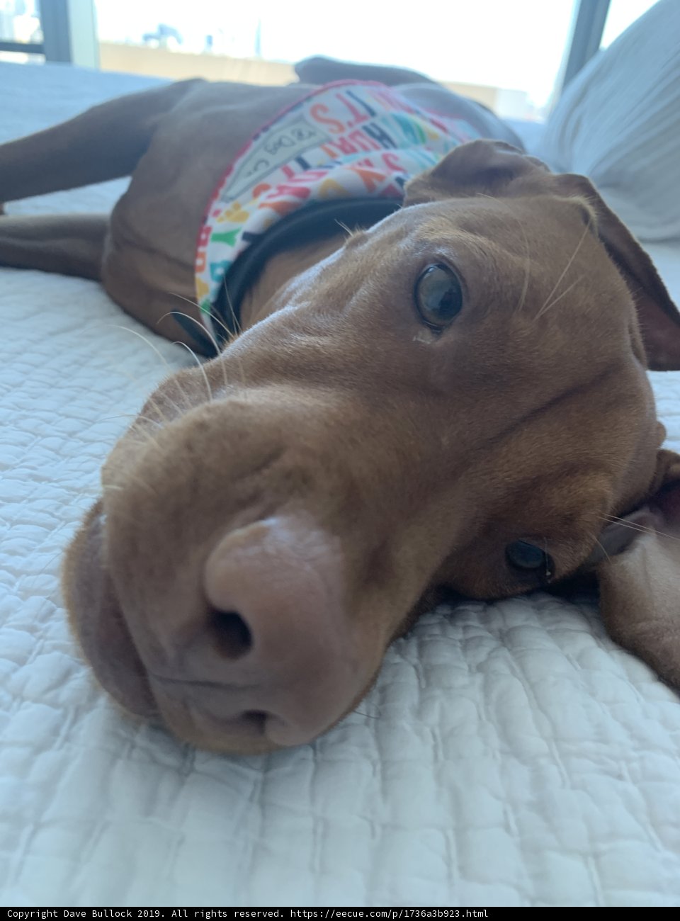 Lazy Days at Home