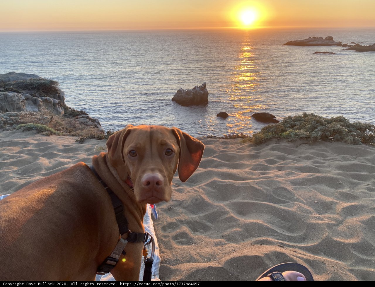 Sunset Serenity with a Furry Companion