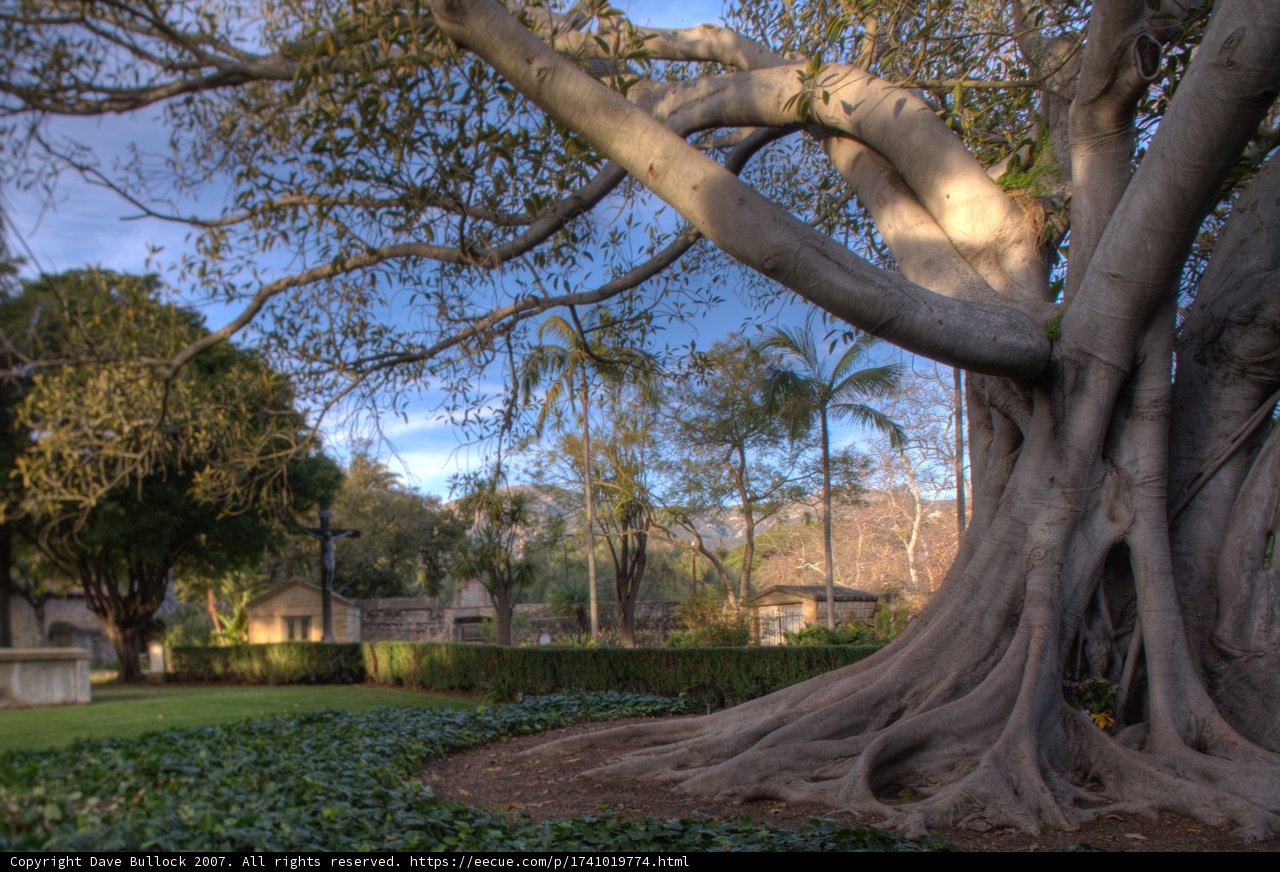 Majestic Tree in Santa Barbara