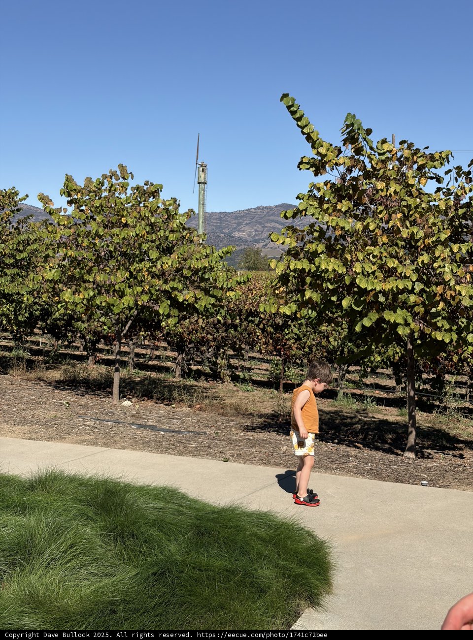 Sunlit Stroll in Napa