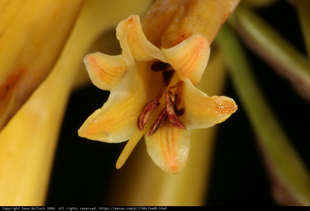 Vibrant Yellow Flower in Close-Up