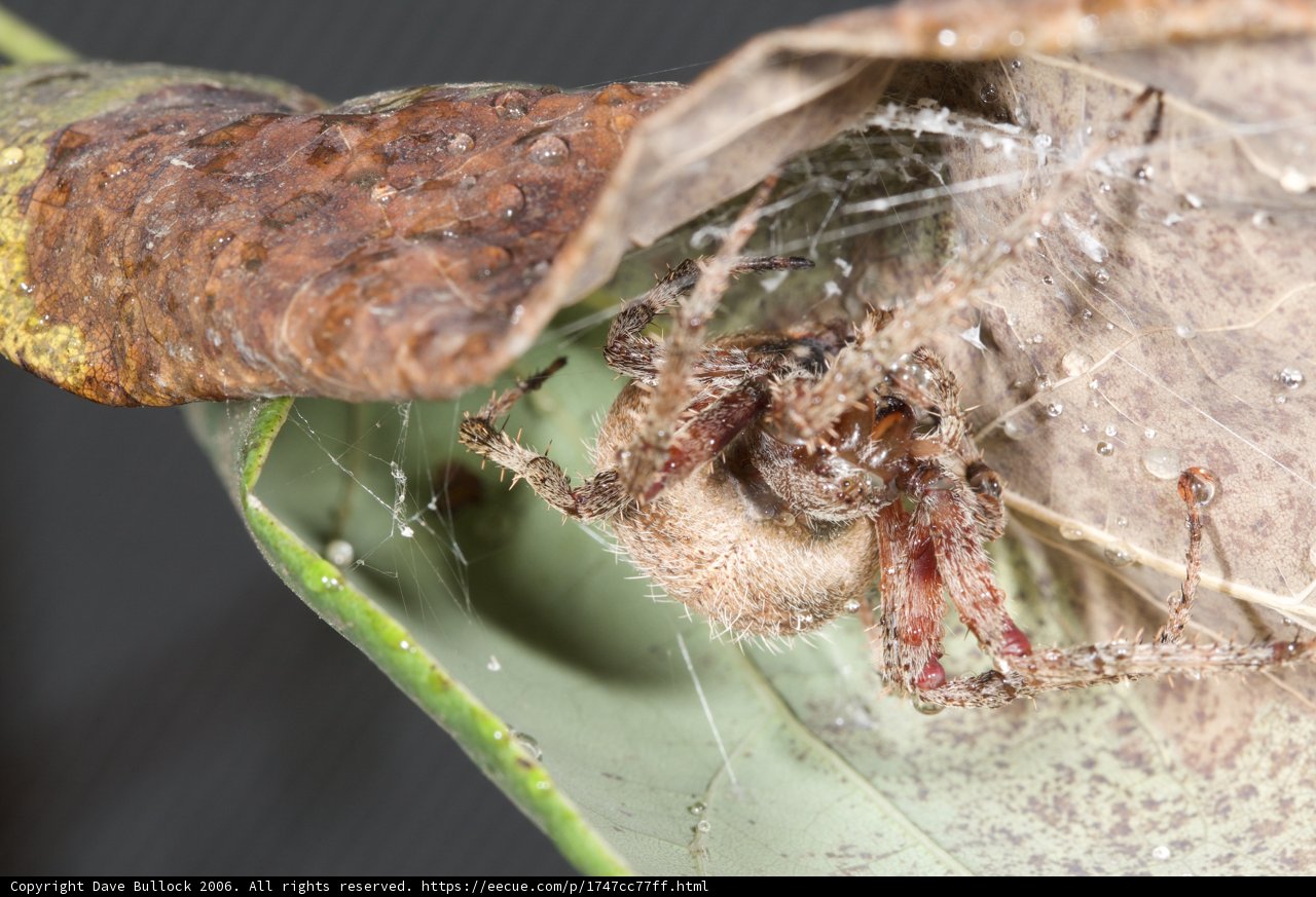 Garden Spider on a Leaf