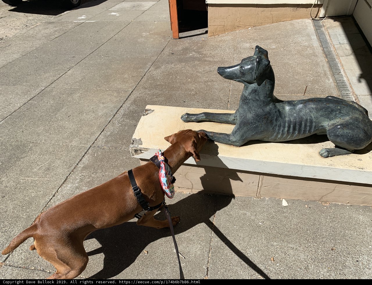Canine Curiosity
