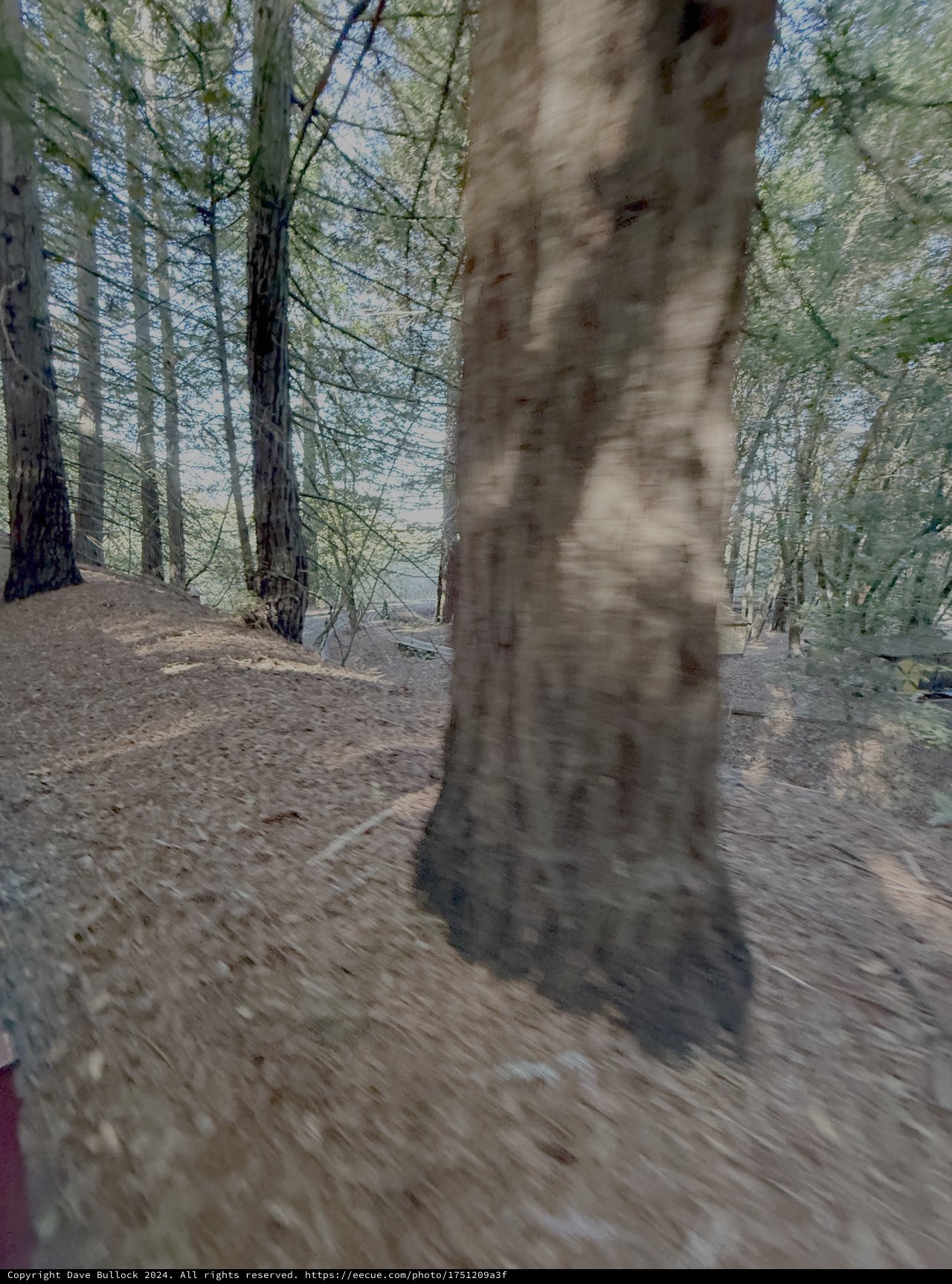 Motion Blur Through Forest Trail