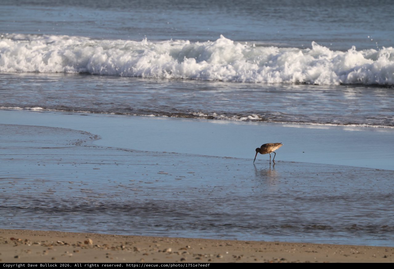 Shorebird Foraging in Shallow Waves at Sunset
