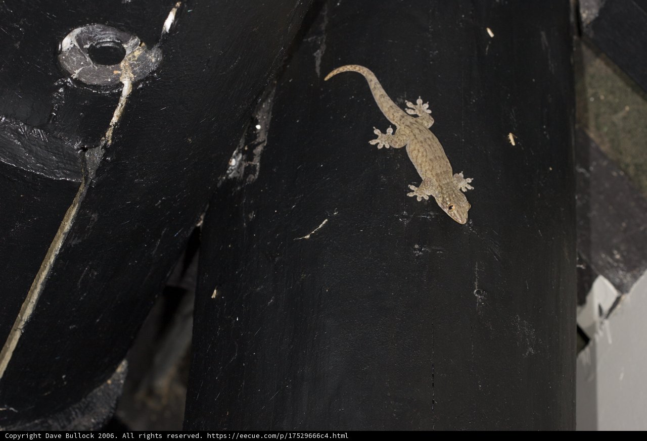 Gecko on the Wall