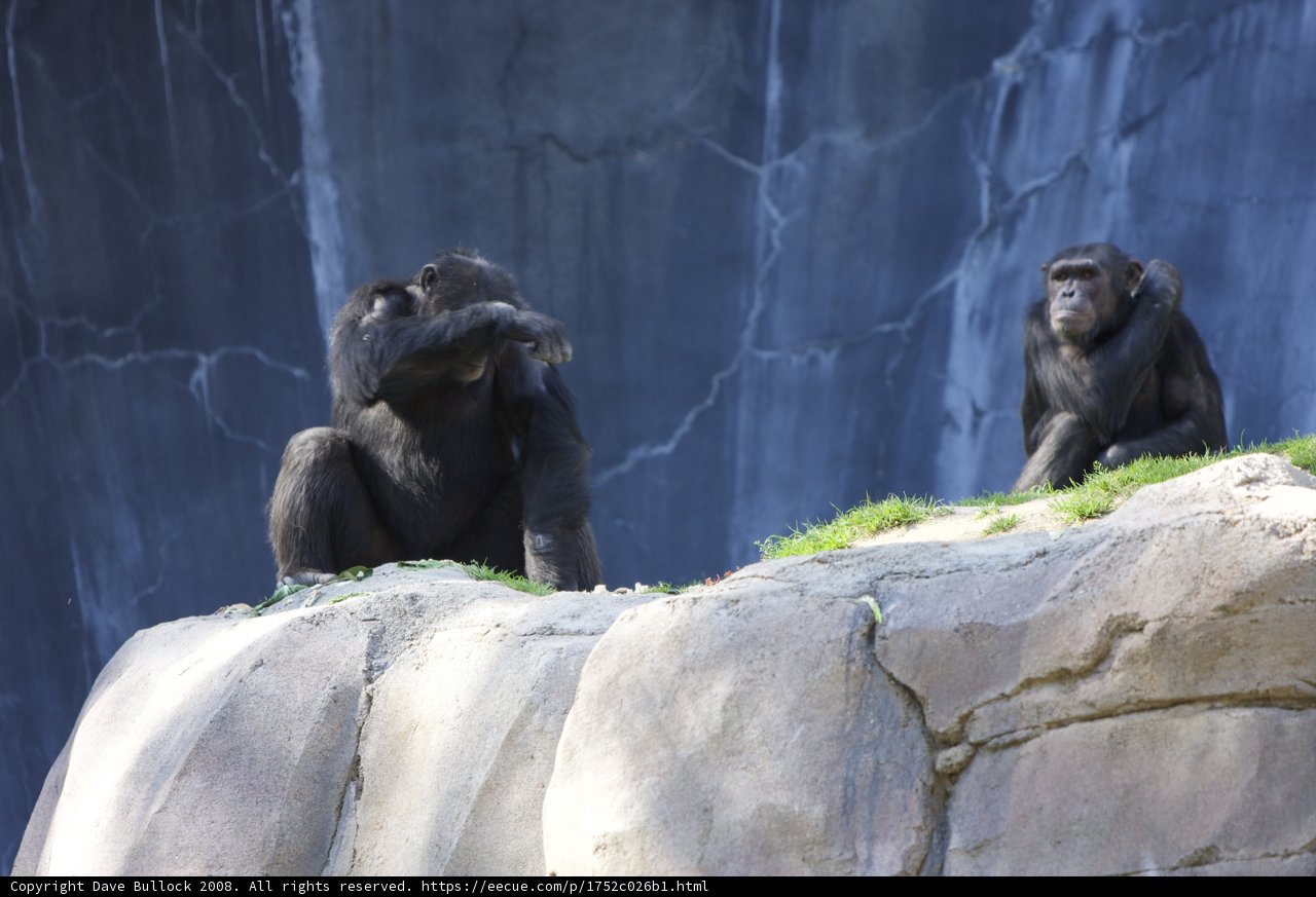 Chimp Chat