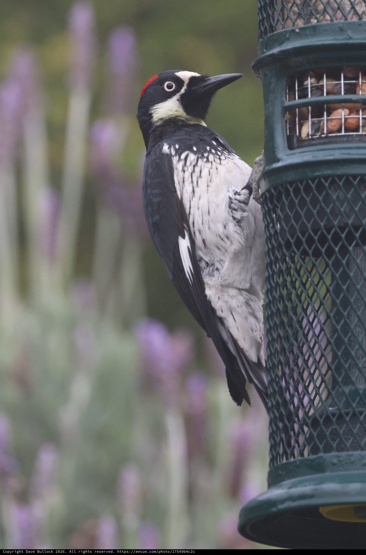 Acorn Woodpecker Feeding at Garden Bird Feeder
