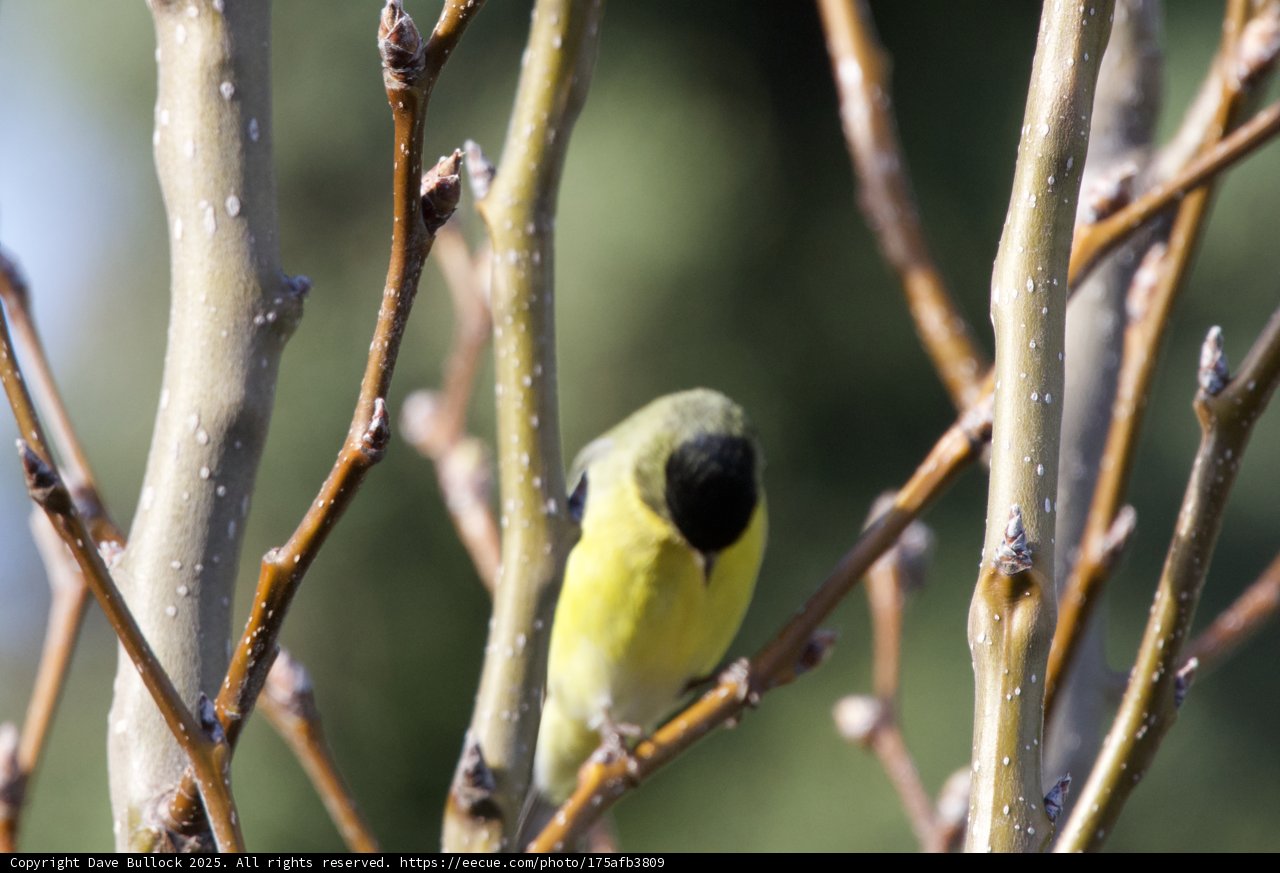 A Finch's Peek