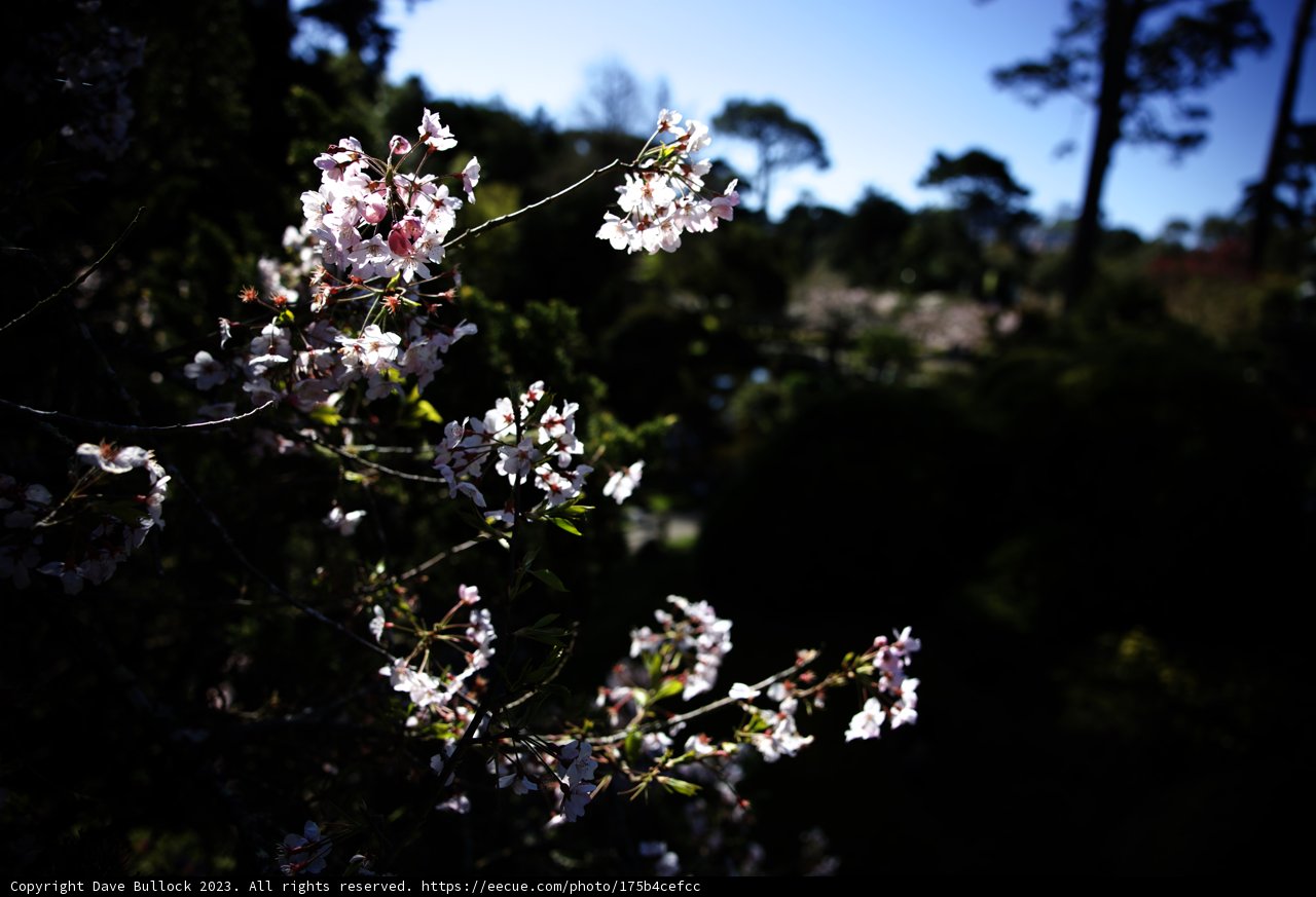 Cherry Blossom Bliss in San Francisco